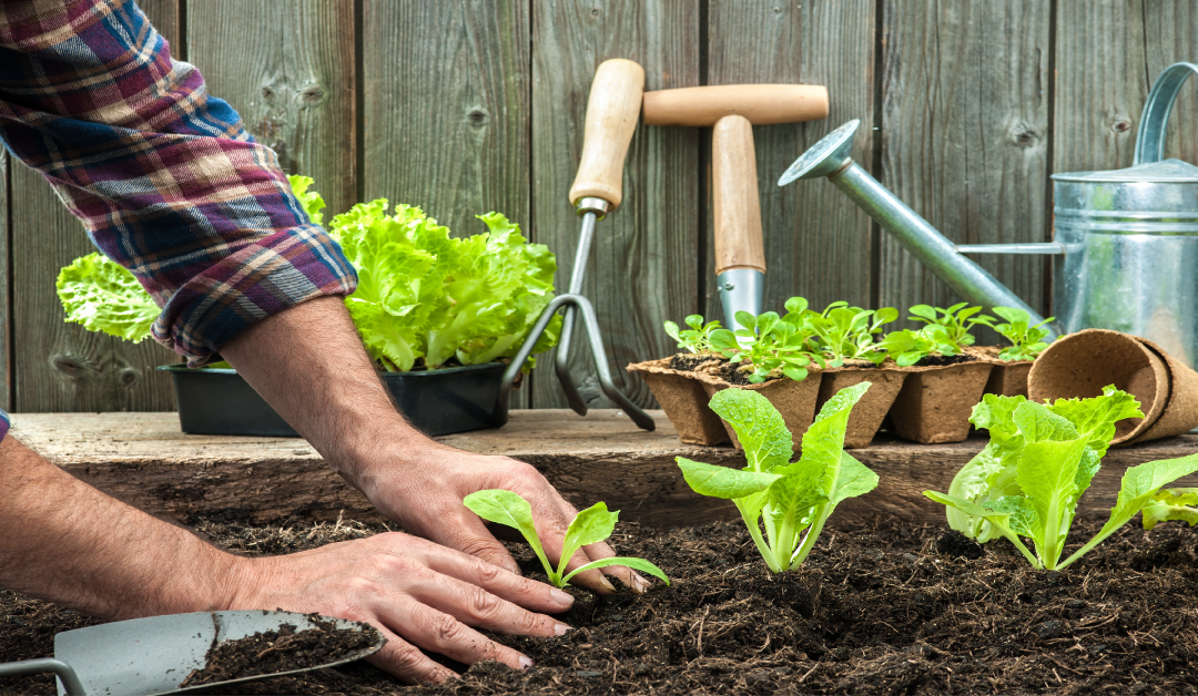 Your Guide to Starting a Simple Kitchen Garden